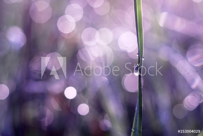 Picture of Tautropfen und Grashalm im Sonnenlicht